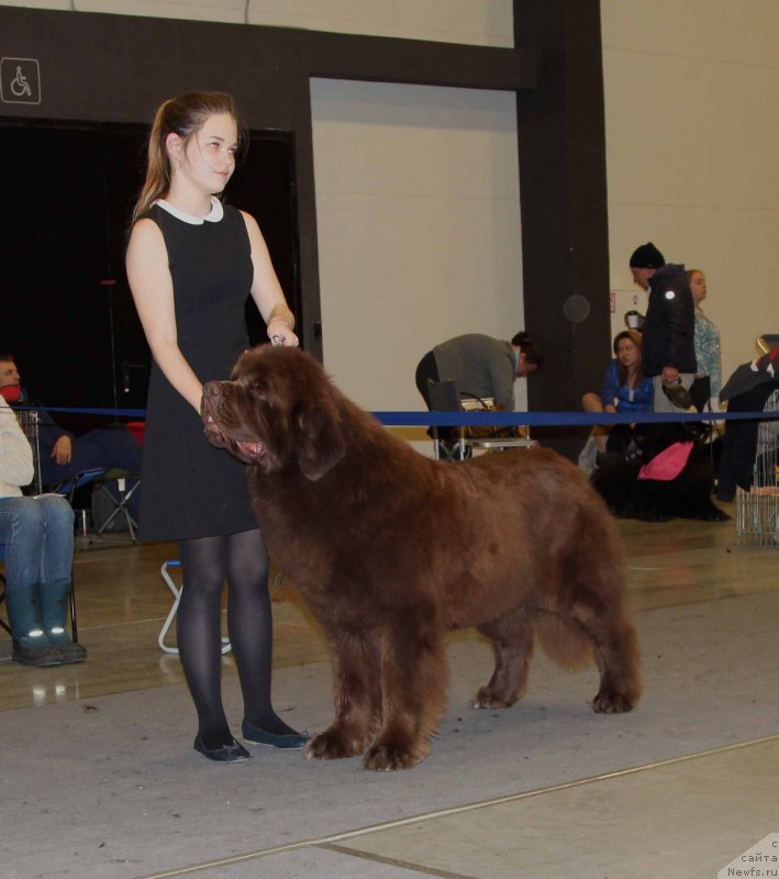 Фото: ньюфаундленд Charli The Best Helfi Pel (Чарли Де Бест Хелфи Пэл)