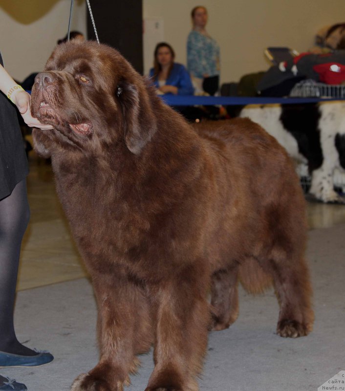 Фото: ньюфаундленд Charli The Best Helfi Pel (Чарли Де Бест Хелфи Пэл)