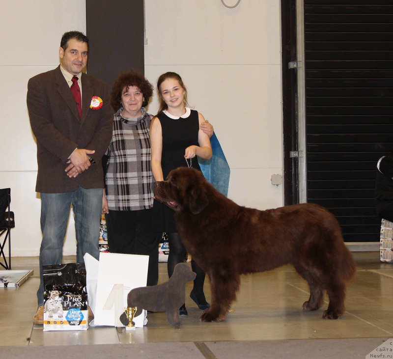 Фото: ньюфаундленд Charli The Best Helfi Pel (Чарли Де Бест Хелфи Пэл)