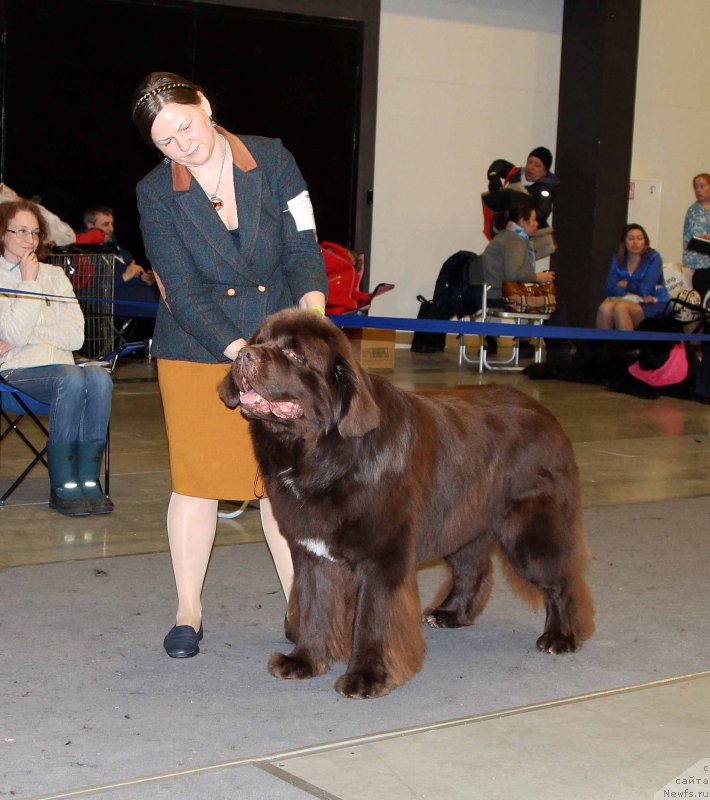 Фото: ньюфаундленд Aquatoriya Kelvin Rise After Me (Акватория Келвин Райз Афтэ Ми)