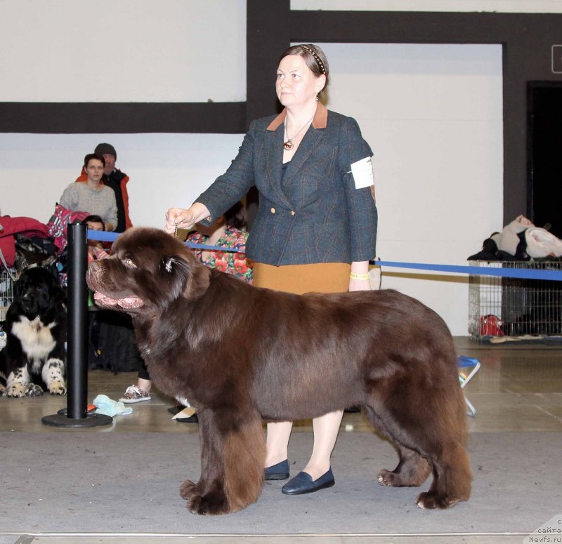 Фото: ньюфаундленд Aquatoriya Kelvin Rise After Me (Акватория Келвин Райз Афтэ Ми)