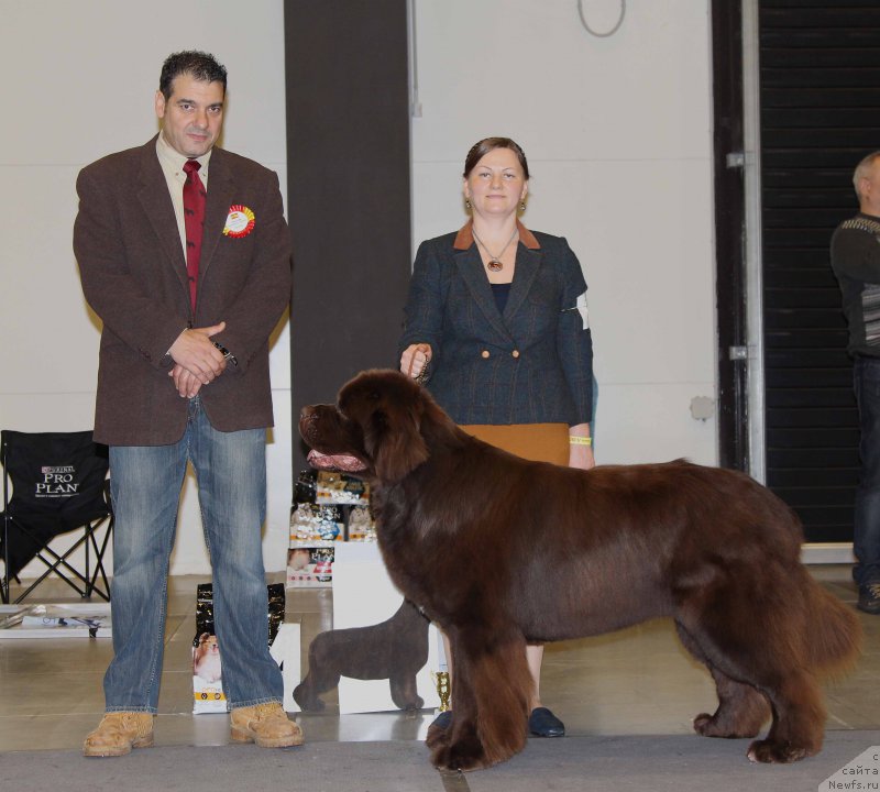 Фото: ньюфаундленд Aquatoriya Kelvin Rise After Me (Акватория Келвин Райз Афтэ Ми)