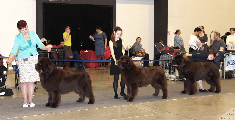 Фото: ньюфаундленд Esaul s Berega Dona (Есаул с Берега Дона), ньюфаундленд Charli The Best Helfi Pel (Чарли Де Бест Хелфи Пэл), ньюфаундленд Aquatoriya Kelvin Rise After Me (Акватория Келвин Райз Афтэ Ми)