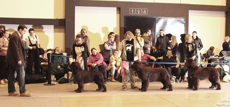 Фото: ньюфаундленд Al'fa Dar Oksa Vezun'ya (Альфа Дар Окса Везунья), ньюфаундленд Funnewf Arktika (Фанньюф Арктика), ньюфаундленд Funnewf Atlantika (Фанньюф Атлантика)