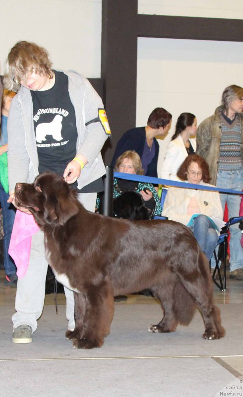 Фото: ньюфаундленд Funnewf Arktika (Фанньюф Арктика)