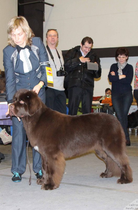 Фото: ньюфаундленд Funnewf Atlantika (Фанньюф Атлантика)