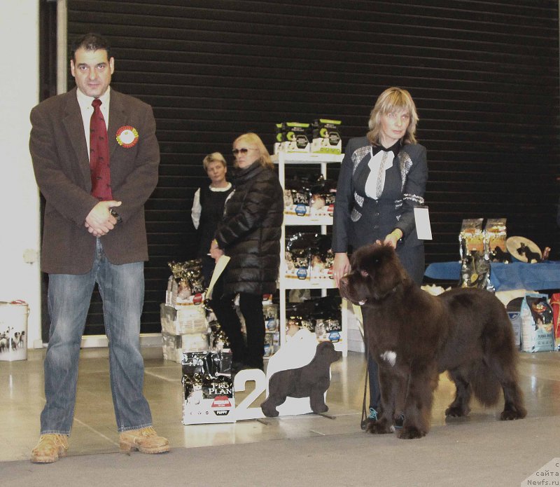 Фото: ньюфаундленд Funnewf Atlantika (Фанньюф Атлантика)