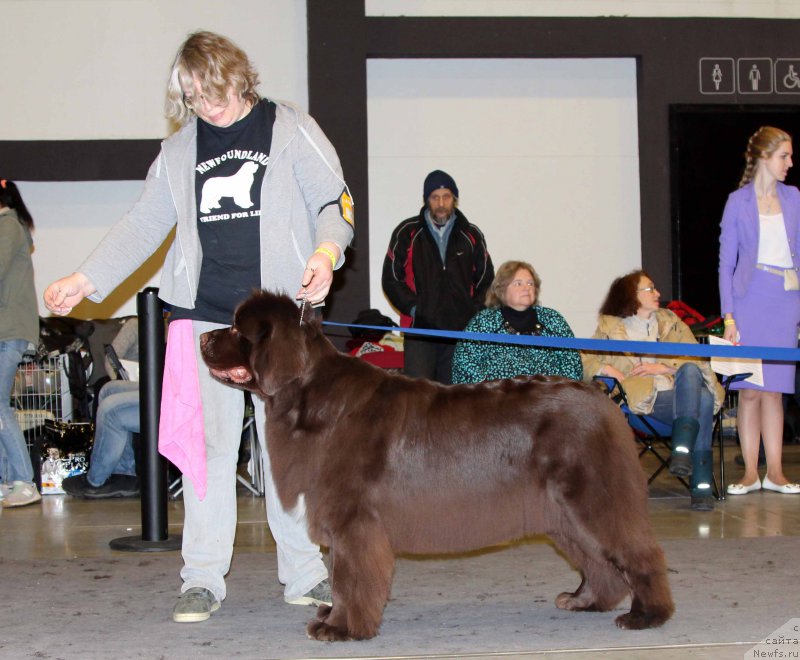 Фото: ньюфаундленд Aquatoriya Kelvin Heather Honey (Акватория Келвин Хизер Хани)
