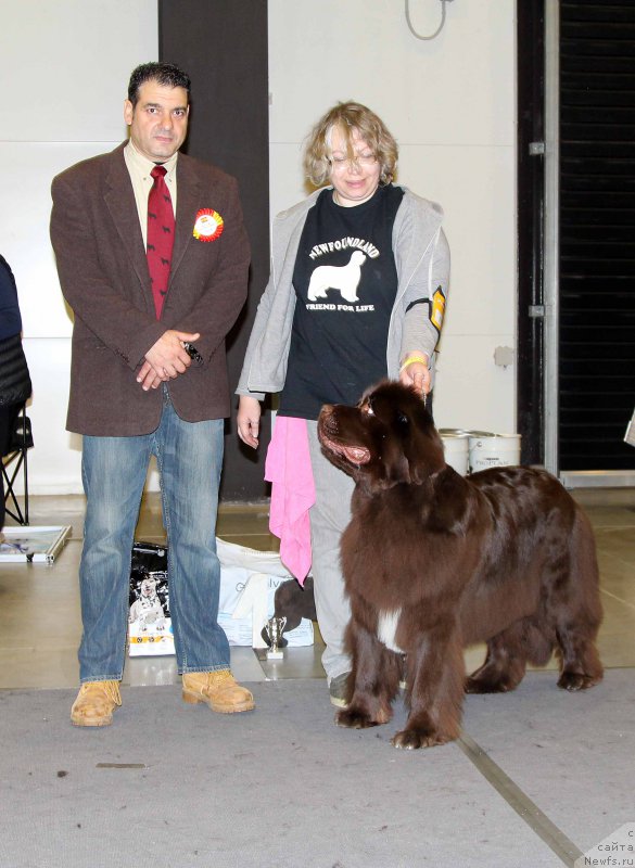 Фото: ньюфаундленд Aquatoriya Kelvin Heather Honey (Акватория Келвин Хизер Хани)