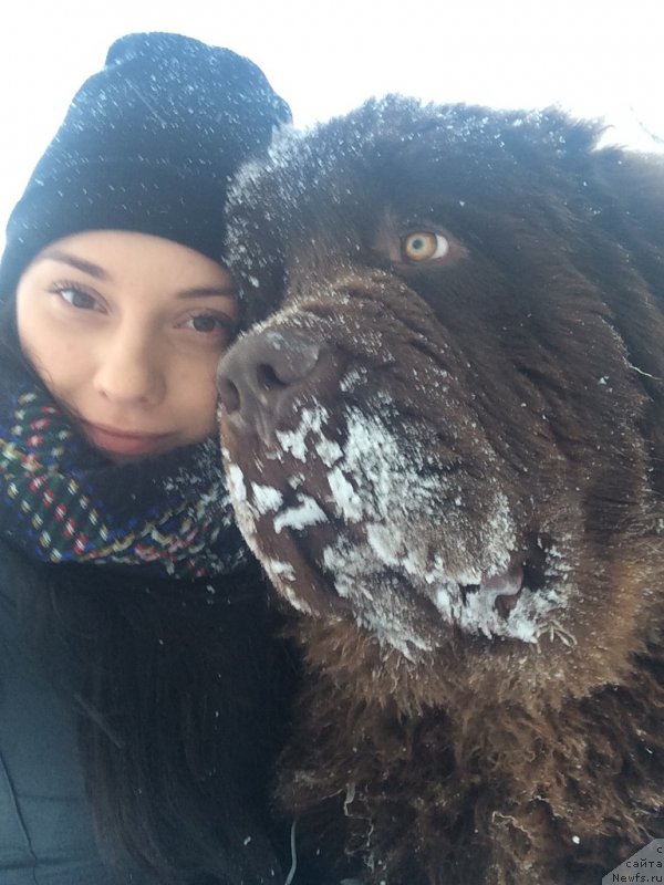 Фото: ньюфаундленд Brownblood MSK Veles Alister (Браунблад МСК Велес Алистер)