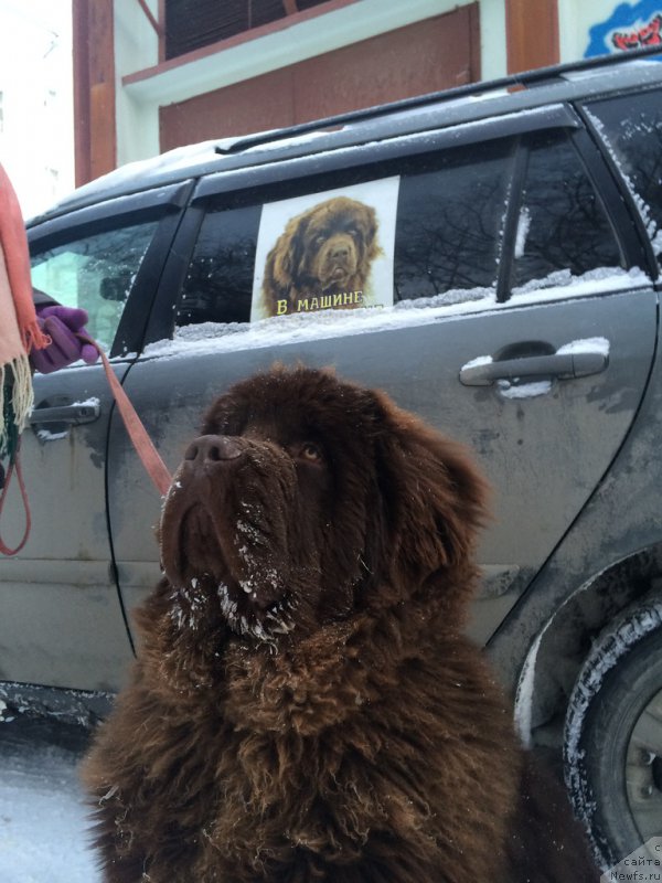 Фото: ньюфаундленд Brownblood MSK Veles Alister (Браунблад МСК Велес Алистер)