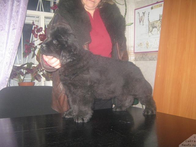 Фото: ньюфаундленд Kudesnik Zvezdnyiy (Кудесник Звездный)