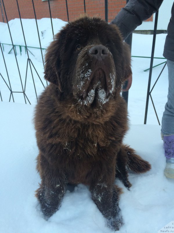 Фото: ньюфаундленд Brownblood MSK Hakim Gold Haydar (Браунблад МСК Хаким Голд Хайдар)