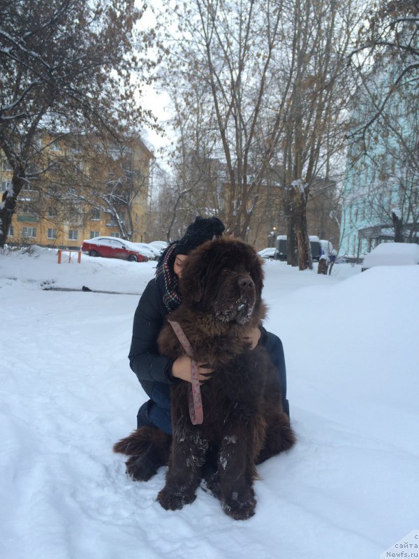 Фото: ньюфаундленд Brownblood MSK Hakim Gold Haydar (Браунблад МСК Хаким Голд Хайдар)