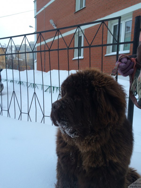 Фото: ньюфаундленд Brownblood MSK Veles Alister (Браунблад МСК Велес Алистер)