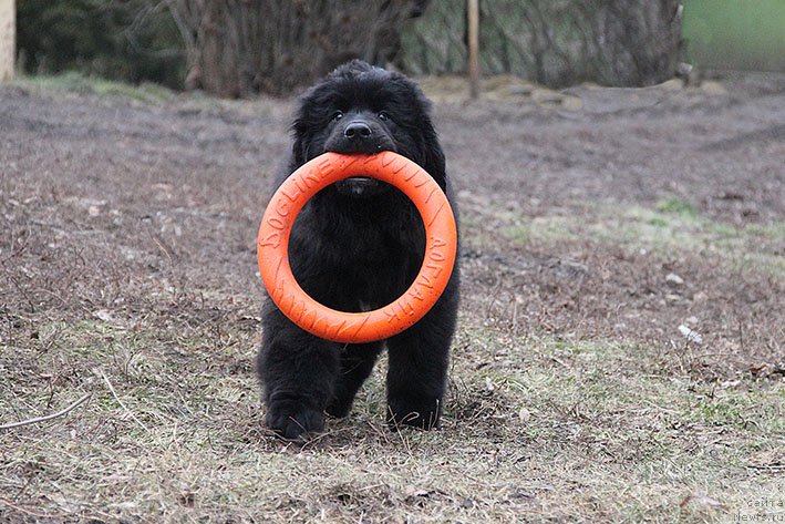 Фотография № 219353