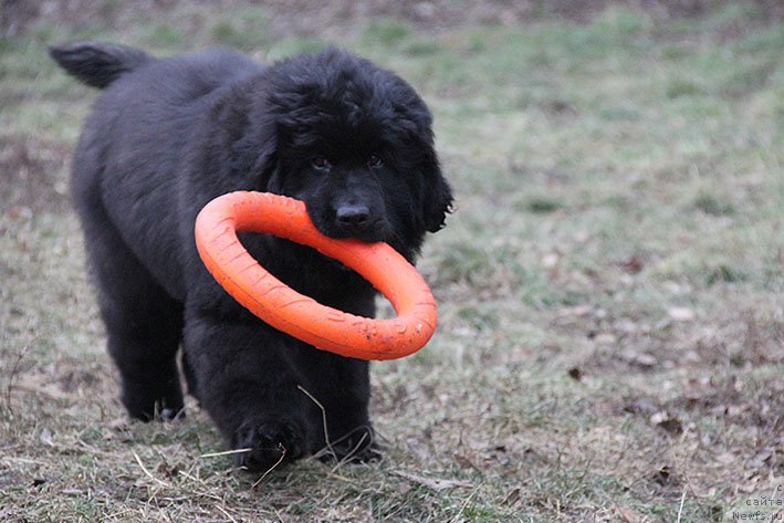 Фотография № 219356