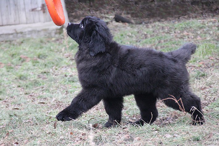 Фото: ньюфаундленд Krestovaya Dama s Berega Dona (Крестовая Дама с Берега Дона)