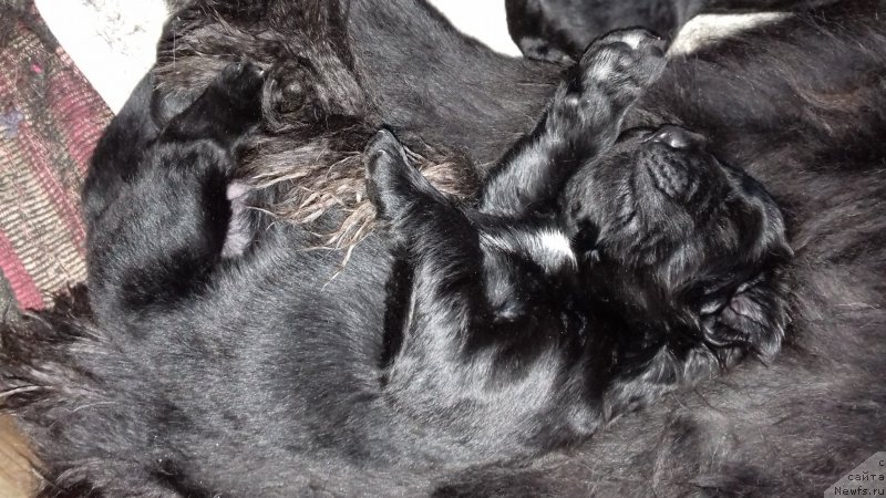 Фотография № 219358