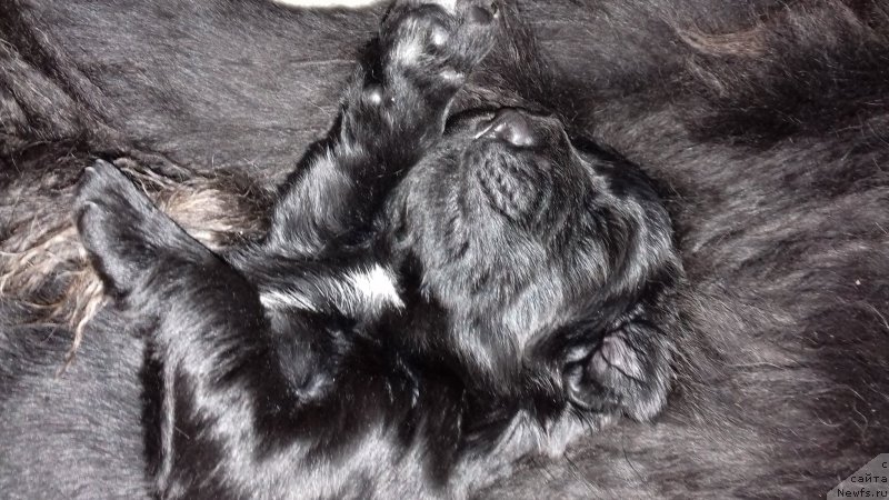 Фотография № 219359