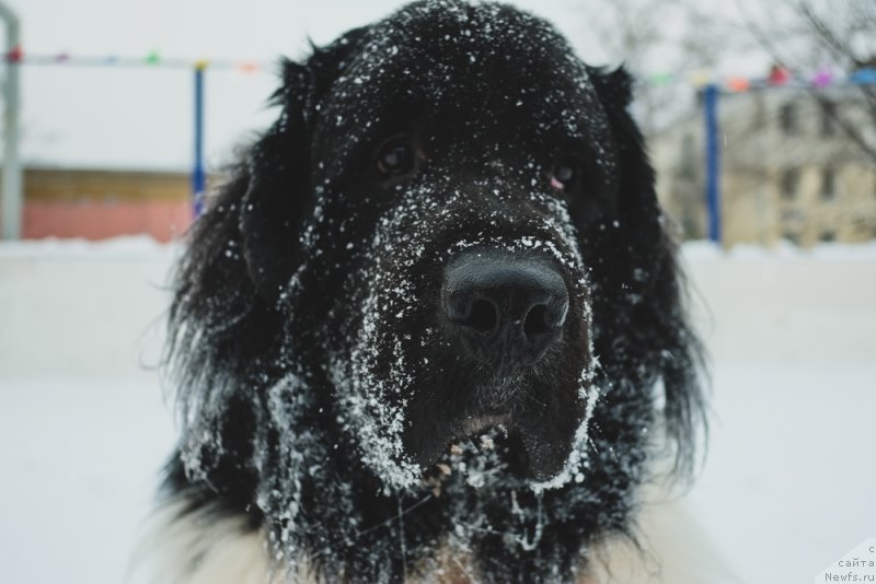 Фото: ньюфаундленд Sent Djons Inspiryeyshn (Сент Джонс Инспирэйшн)