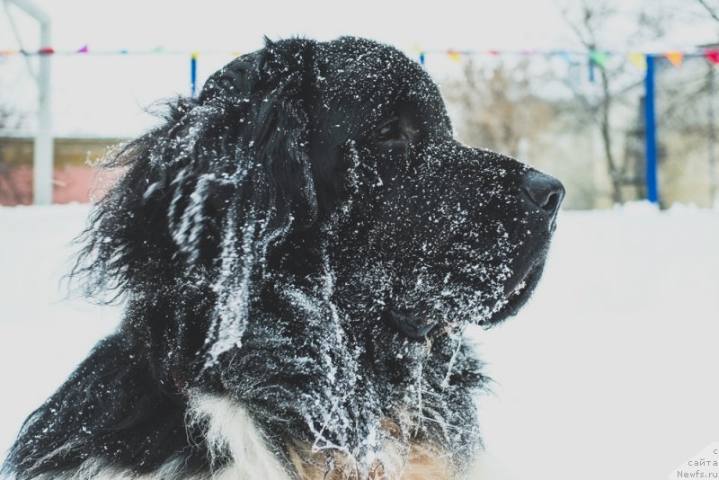 Фото: ньюфаундленд Sent Djons Inspiryeyshn (Сент Джонс Инспирэйшн)