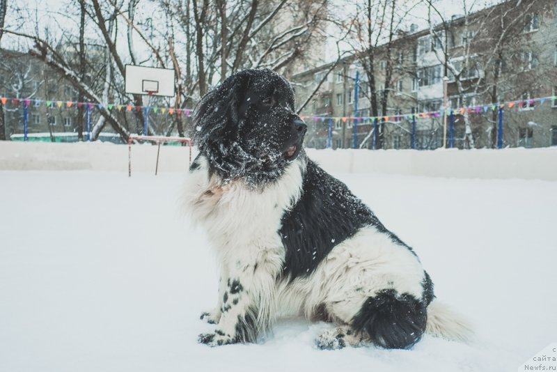 Фото: ньюфаундленд Sent Djons Inspiryeyshn (Сент Джонс Инспирэйшн)