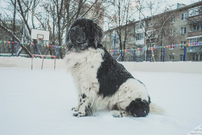 Фото: ньюфаундленд Sent Djons Inspiryeyshn (Сент Джонс Инспирэйшн)