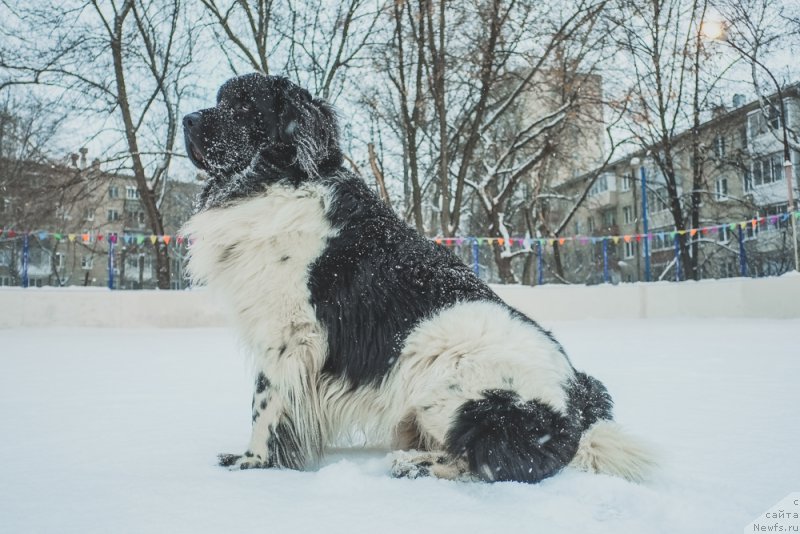 Фото: ньюфаундленд Sent Djons Inspiryeyshn (Сент Джонс Инспирэйшн)