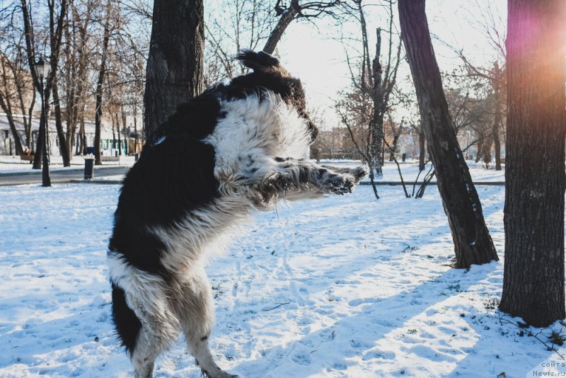 Фото: ньюфаундленд Sent Djons Inspiryeyshn (Сент Джонс Инспирэйшн)