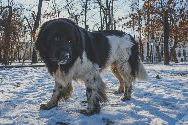 Фото: ньюфаундленд Sent Djons Inspiryeyshn (Сент Джонс Инспирэйшн)