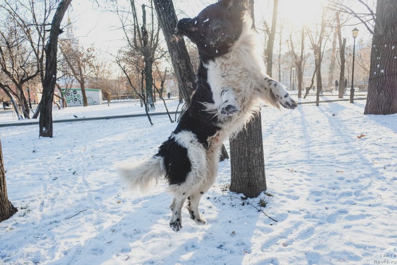 Фото: ньюфаундленд Sent Djons Inspiryeyshn (Сент Джонс Инспирэйшн)