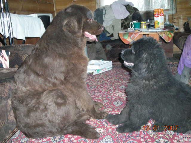 Фото: ньюфаундленд Stardi (Старди), ньюфаундленд Sent Djons Kruiz (Сент Джонс Круиз)