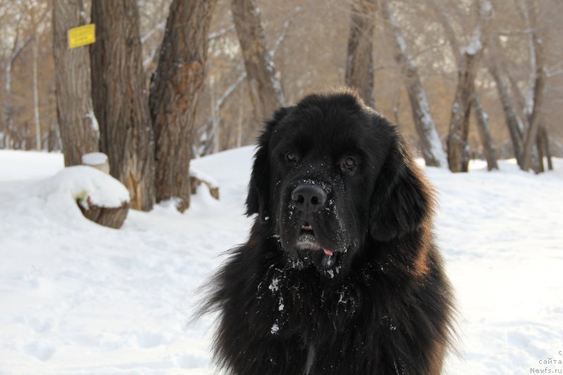 Фотография № 219402