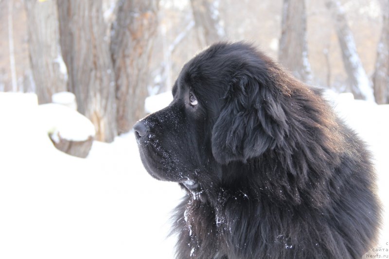 Фото: ньюфаундленд Super Premium Stim (Супер Премиум Стим)