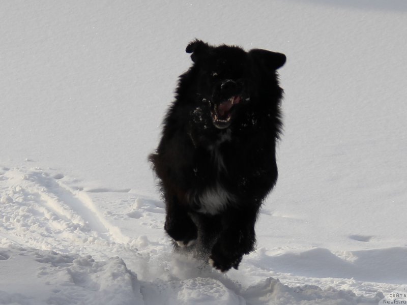 Фотография № 219405