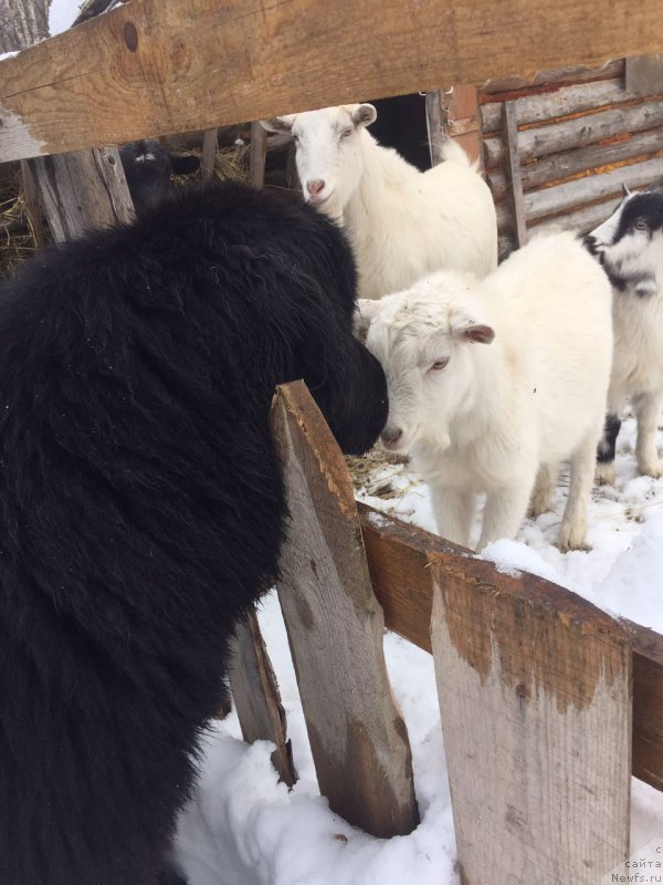 Фото: ньюфаундленд Rafayel' Rokot Priboya (Рафаэль Рокот Прибоя)