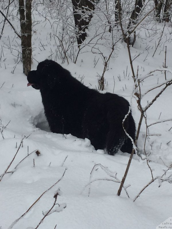 Фото: ньюфаундленд Rafayel' Rokot Priboya (Рафаэль Рокот Прибоя)