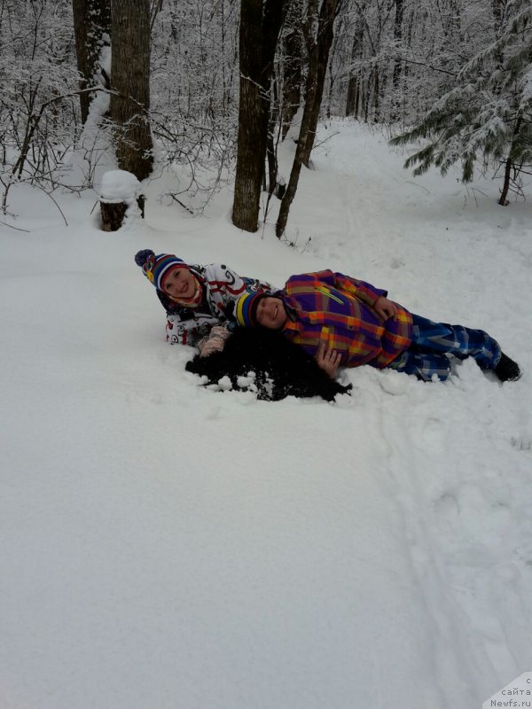 Фото: ньюфаундленд Rafayel' Rokot Priboya (Рафаэль Рокот Прибоя)