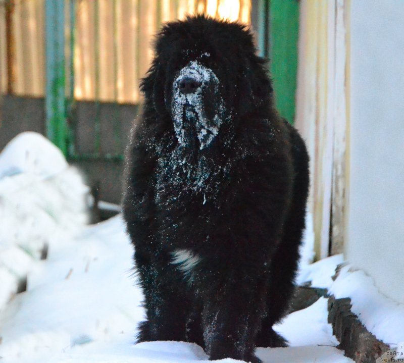 Фото: ньюфаундленд Talisman Morya La-Valetta (Талисман Моря Ла-Валетта)