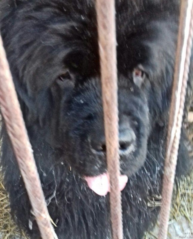 Фото: ньюфаундленд Akvatoriya Kelvin CHerchill' (Акватория Келвин Черчилль)