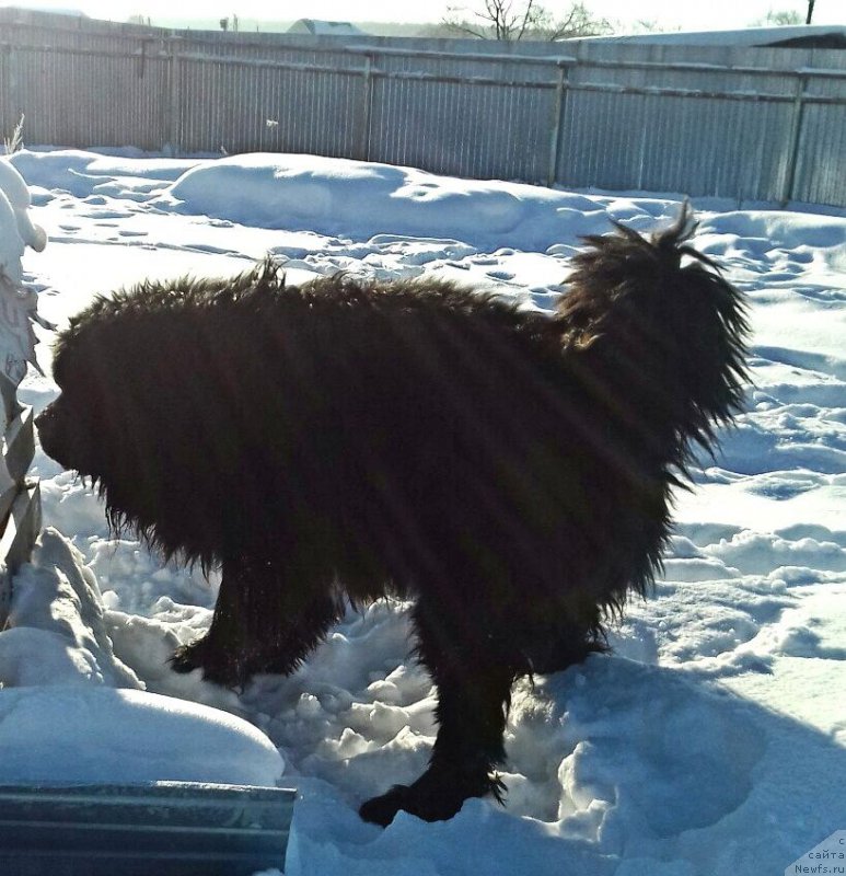 Фото: ньюфаундленд Akvatoriya Kelvin CHerchill' (Акватория Келвин Черчилль)