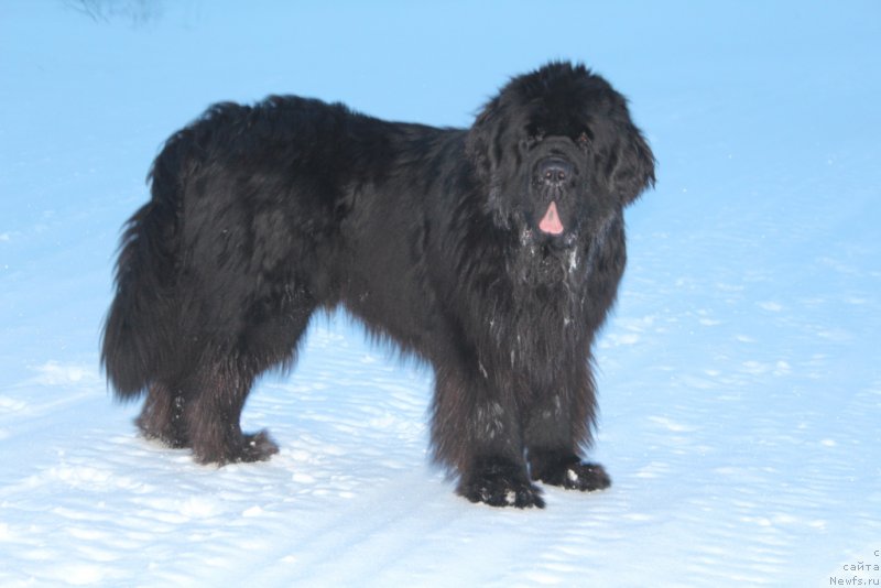 Фото: ньюфаундленд King of Helluland You Shock Me