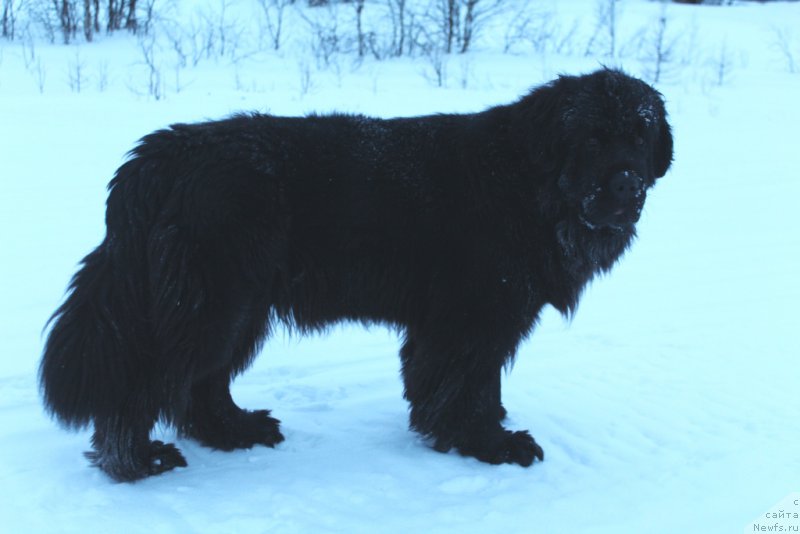 Фото: ньюфаундленд Anabelle Kvin of zye Mountayns (Анабелле Квин оф зэ Моунтайнс)