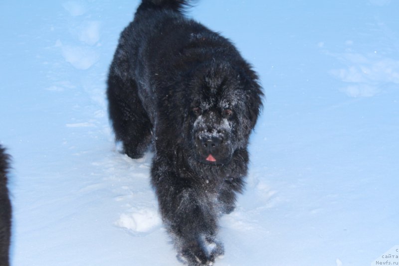 Фотография № 219436