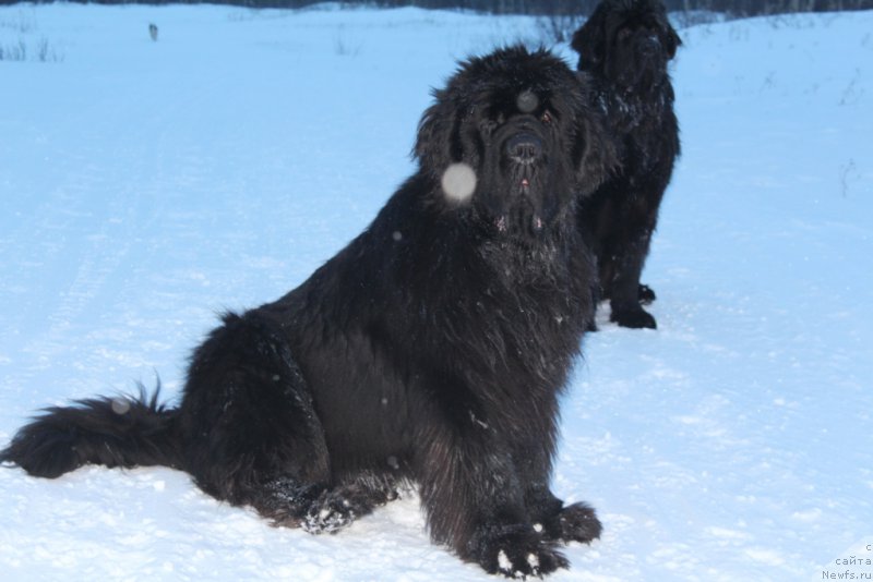 Фотография № 219437