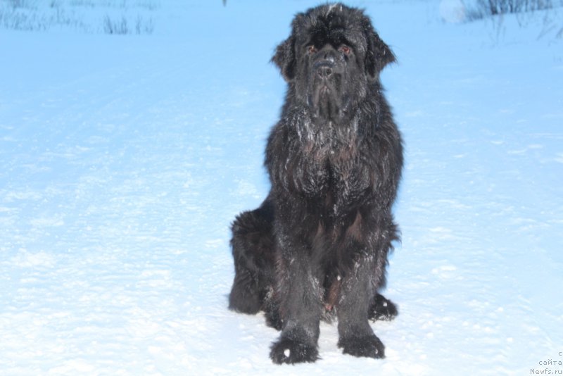 Фотография № 219438