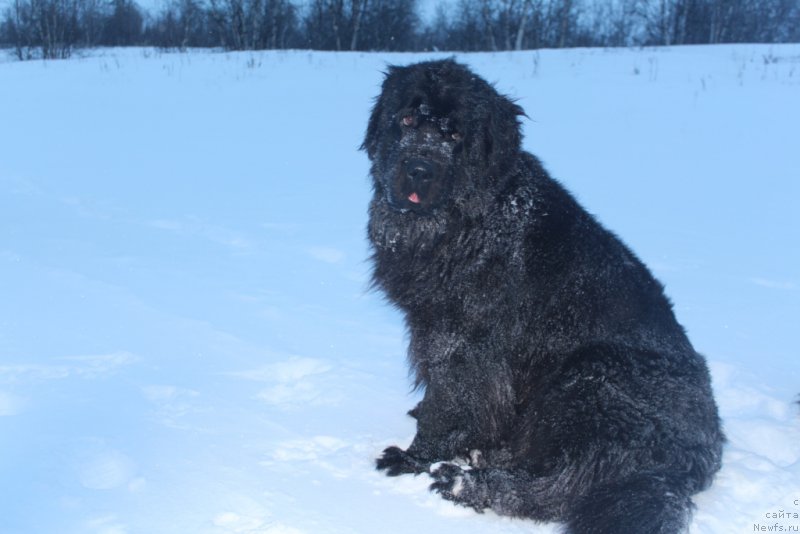 Фотография № 219440