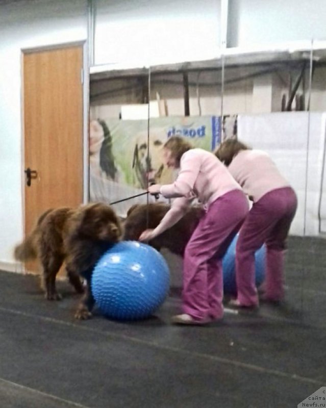 Фото: ньюфаундленд Brownblood MSK Hakim Gold Haydar (Браунблад МСК Хаким Голд Хайдар)