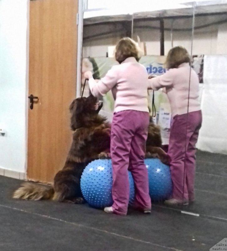 Фото: ньюфаундленд Brownblood MSK Hakim Gold Haydar (Браунблад МСК Хаким Голд Хайдар)